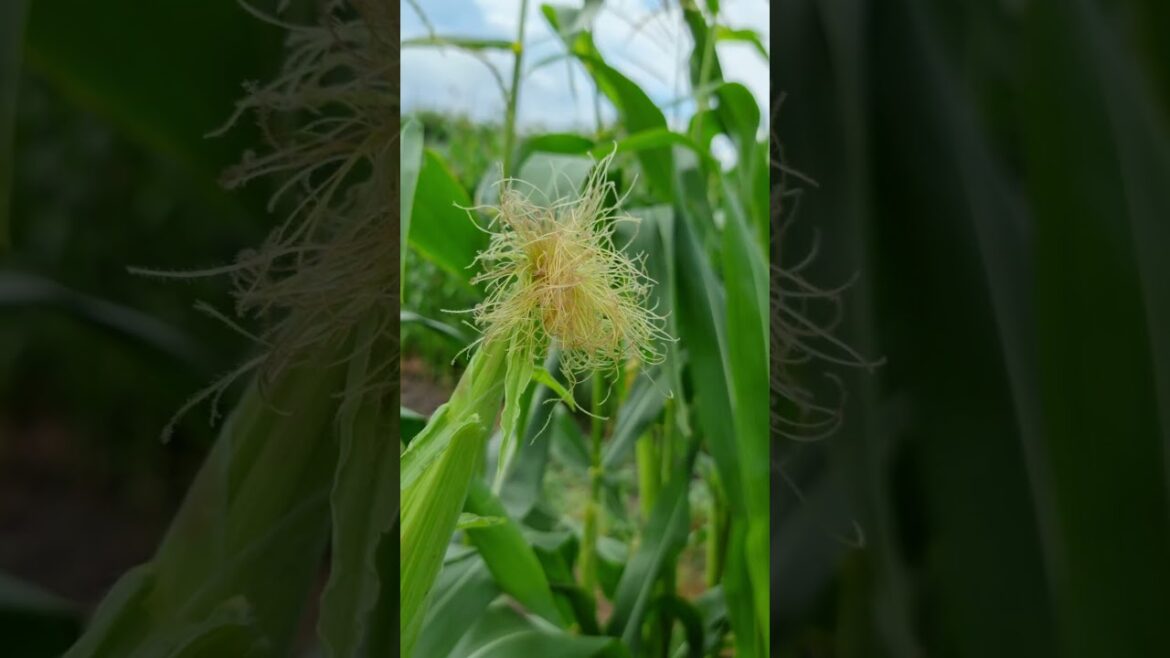 Why Corn Is A GIANT in American Agriculture