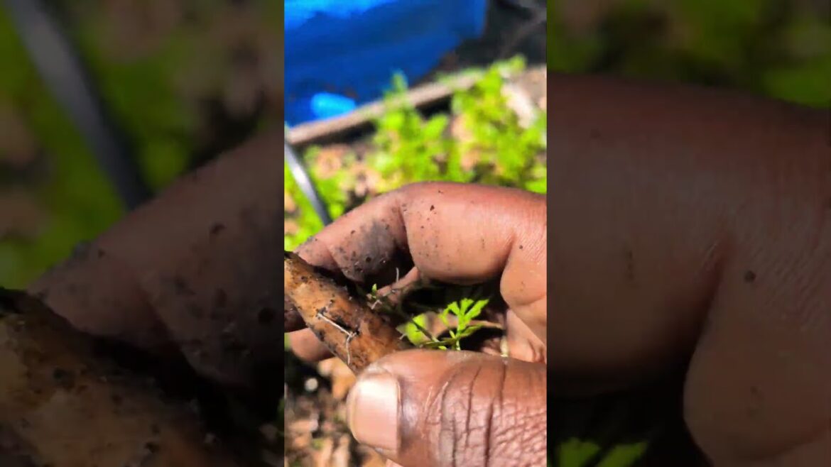 Only Needed ONE Carrot From the Garden 🥕😳 #youknow #diy #gardenbeds