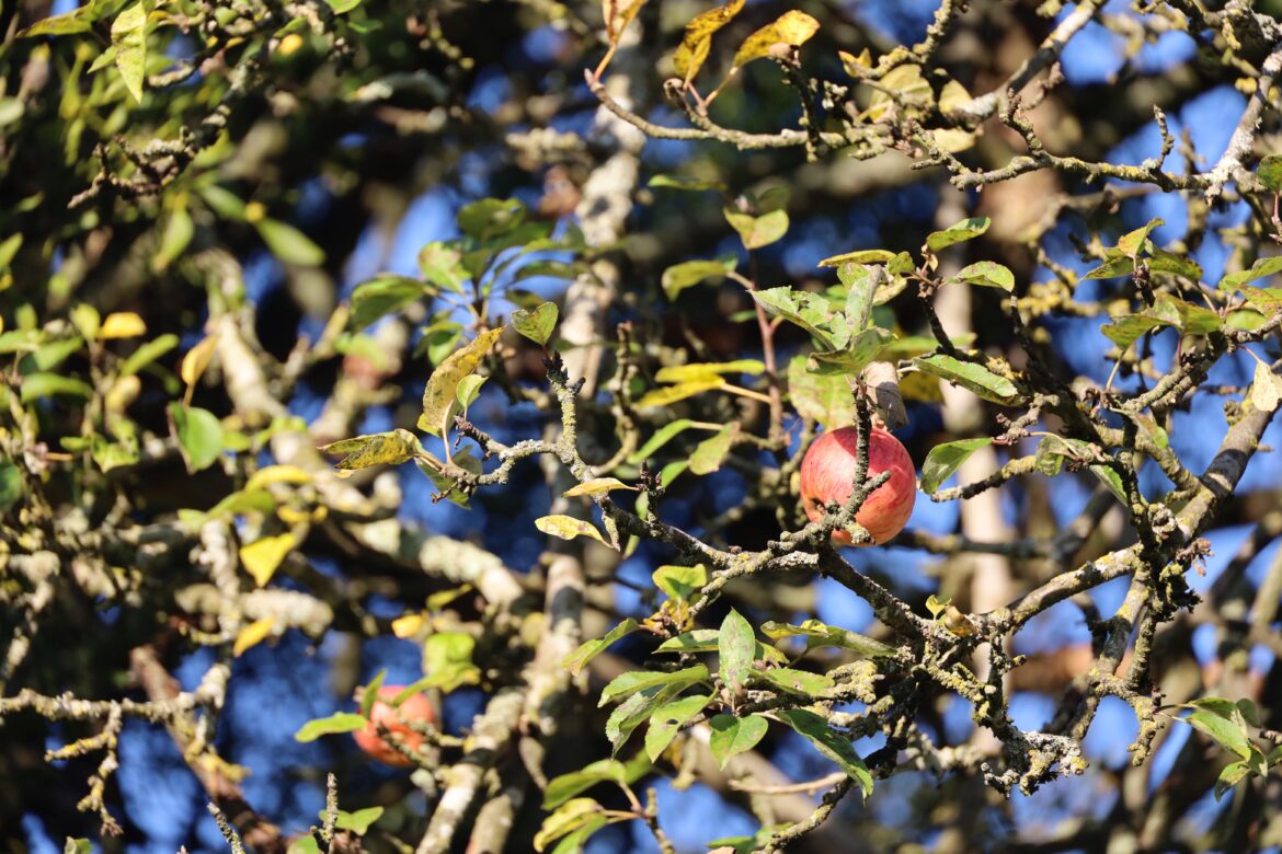 Apple tree