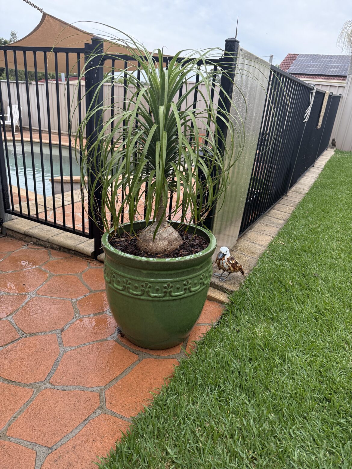 Was once a house plant, now living a bigger and better life outdoors and thriving!