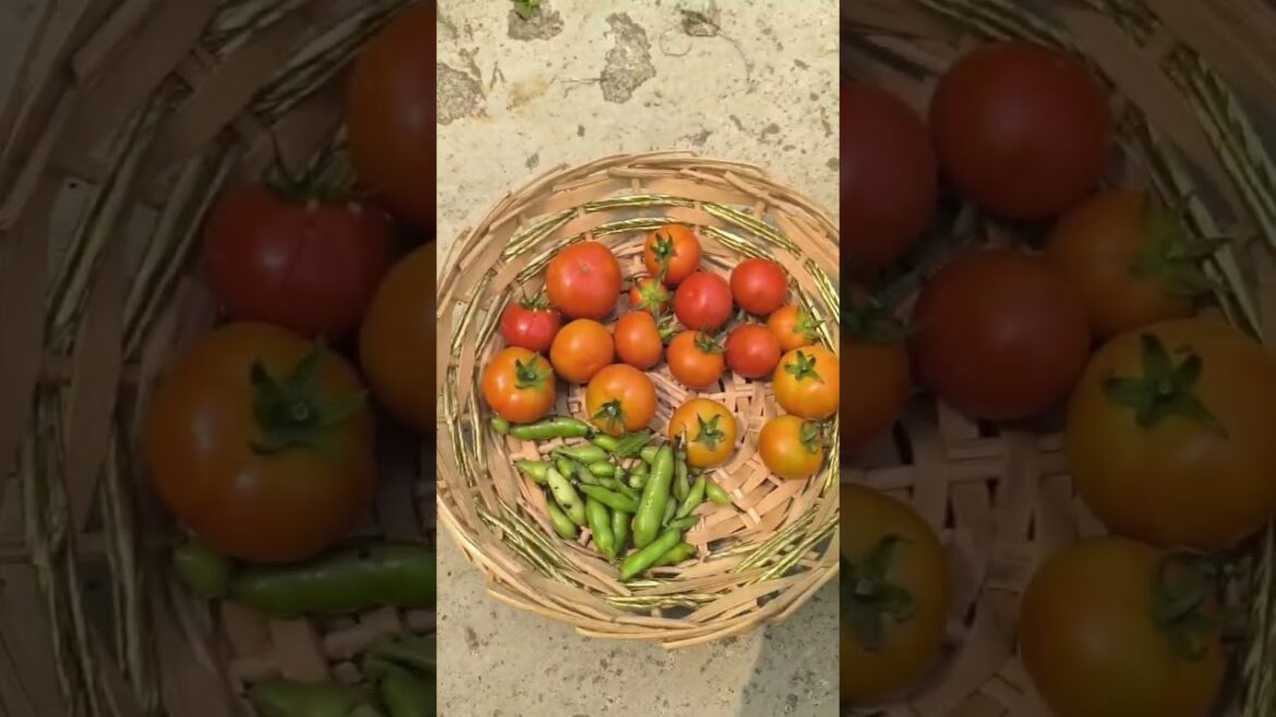 #harvestingvideo #vegetableharvesting  #terracegardening  #rooftopgardening