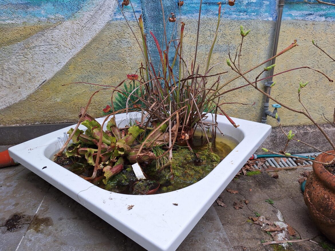 Planning to repot, check my plan please?