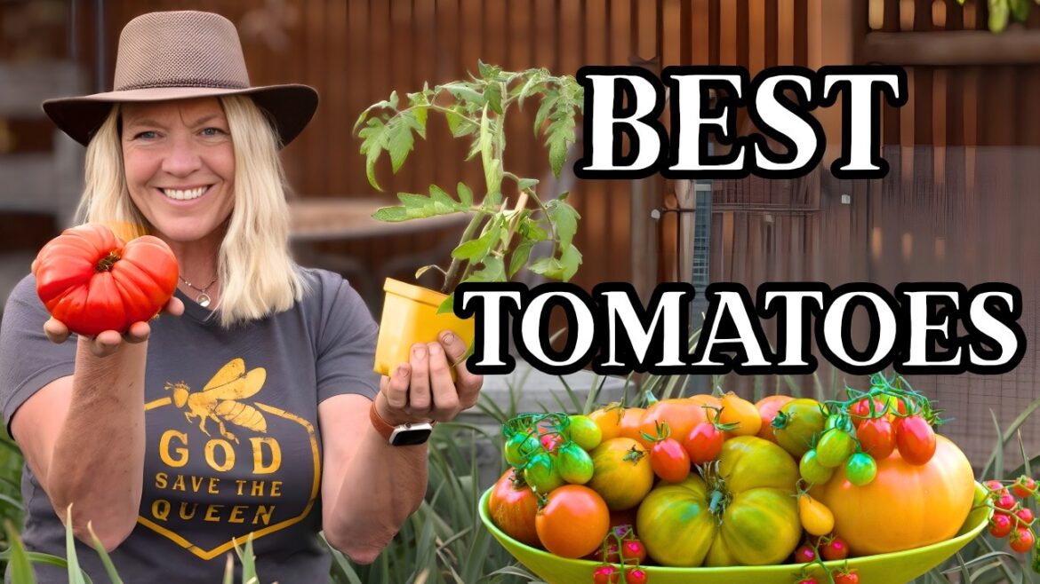 9 Tomatoes I Grow Every Year (Flavor & Big Harvests) 9 Tomatoes I Grow Every Year (Flavor & Big Harvests)