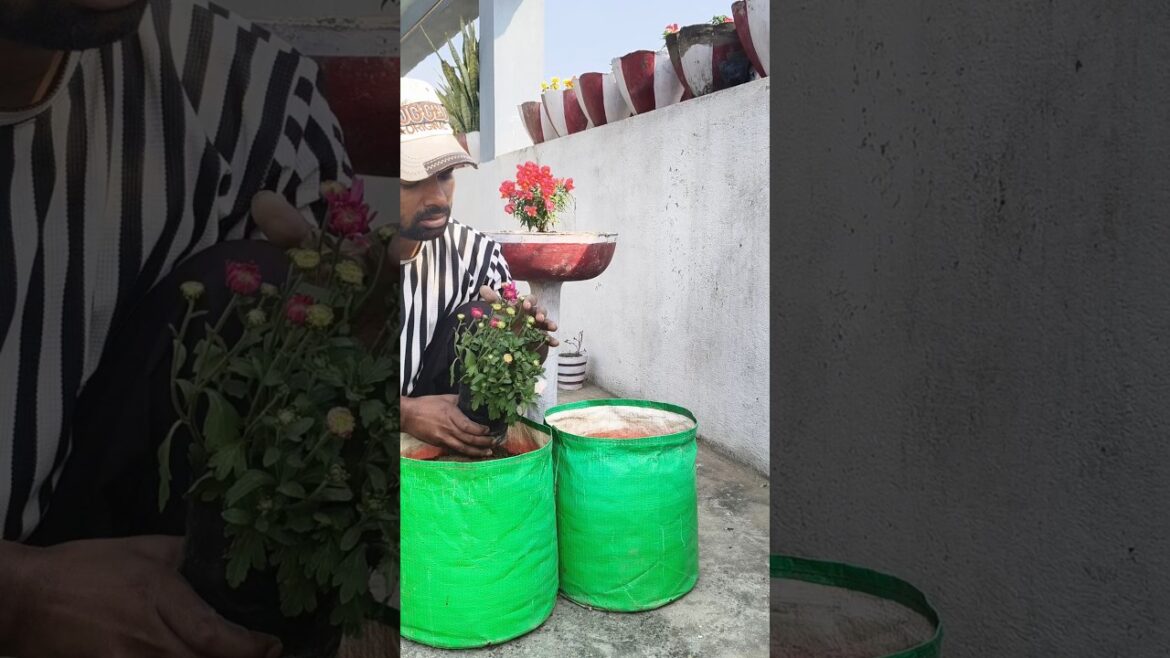 Gooldawdi in grow bag 😍 #terracegardenindia #plantcare #plantsofindia #garden #greenlove