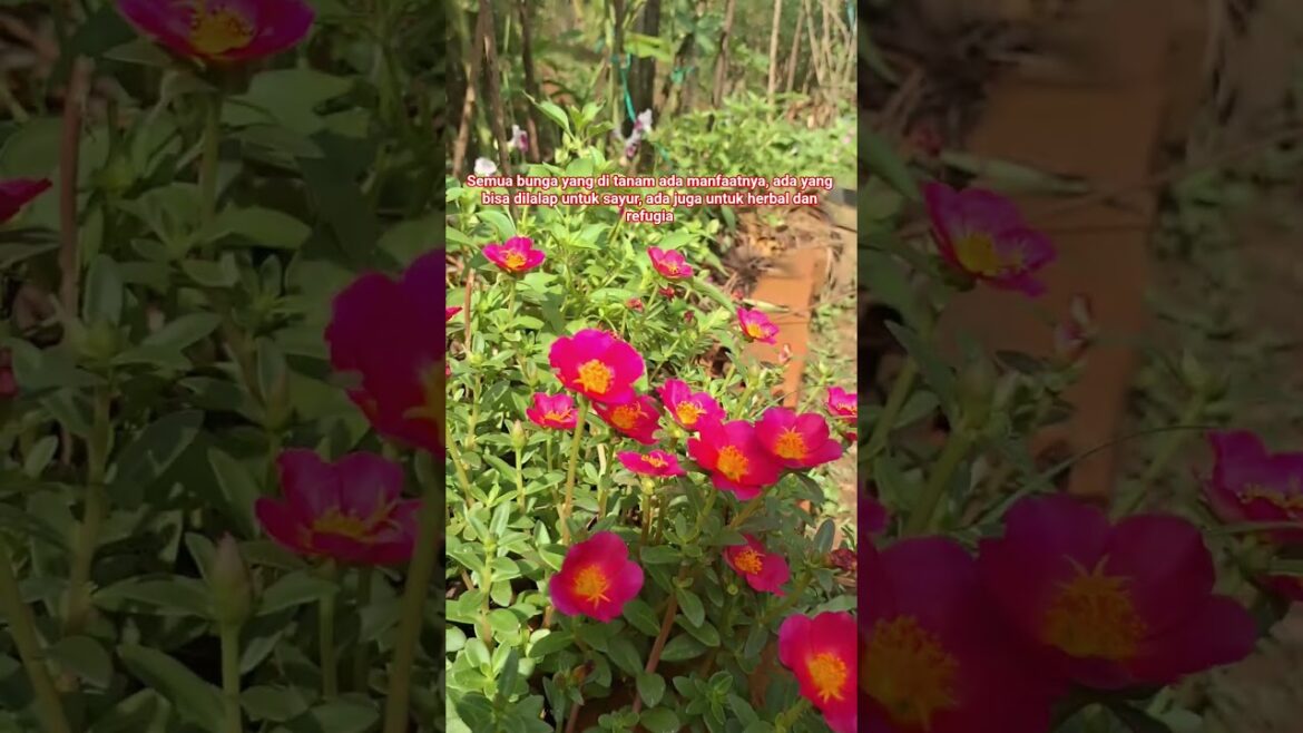 Bunga refugia, edible  flower dan herbal#edibleflower#refugiados#kebunorganik #gardening