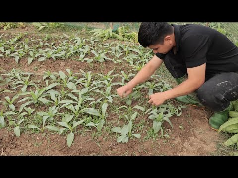 Turning Hard Soil Into a Vegetable Garden | Mountain Village Life Turning Hard Soil Into a Vegetable Garden | Mountain Village Life