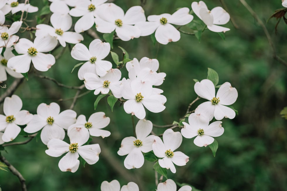 shrubs not to prune in spring dogwood