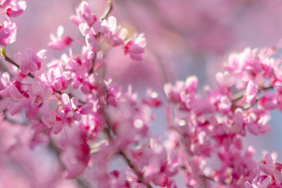 shrubs not to prune in spring redbud