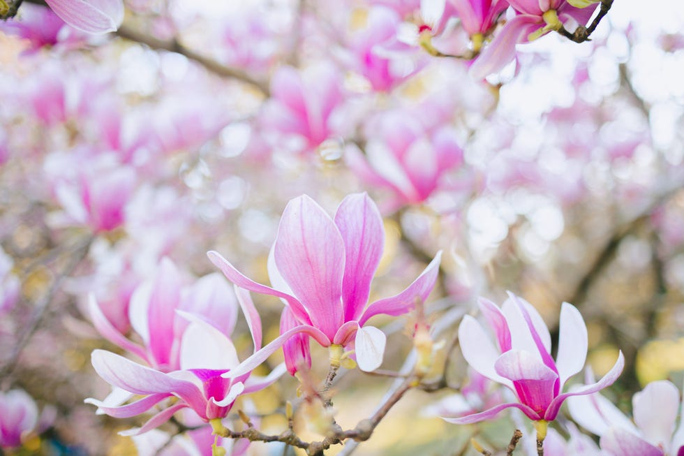 what not to prune in spring deciduous magnolia