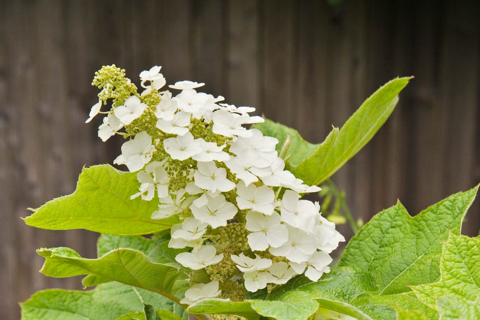 Snow Queen Oakleaf Hydrangea blossoms