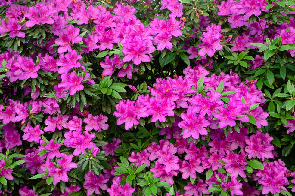 what not to prune in spring azaleas
