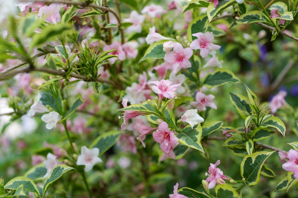 what not to prune in spring weigela