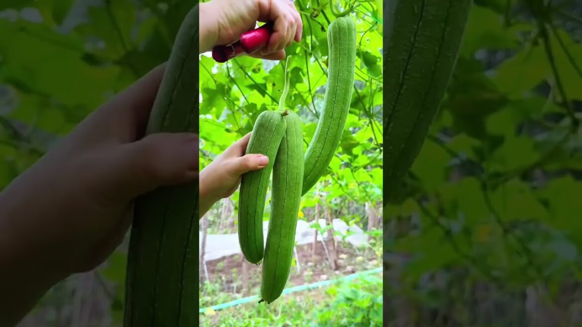 Water Wisely: Grow Expert Veggies Like a Pro