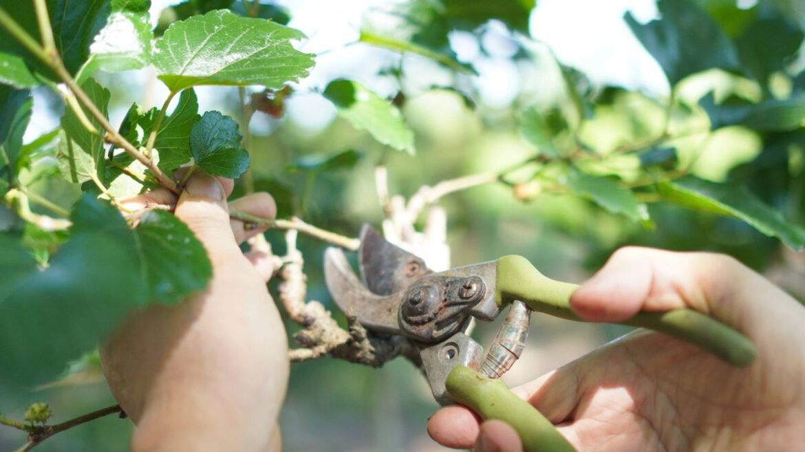 4 garden plants you should never prune in March — or risk no flowers in summer Daily Mirror