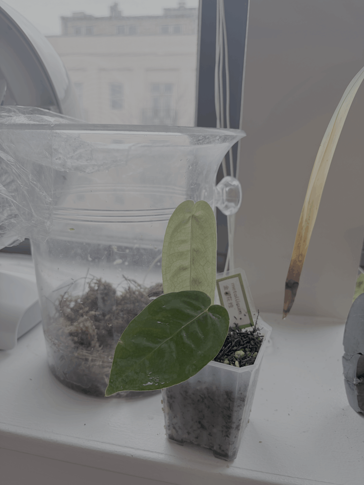 Metallicum aroid care – can I keep it at room humidity now? pls help Metallicum aroid care - can I keep it at room humidity now? pls help