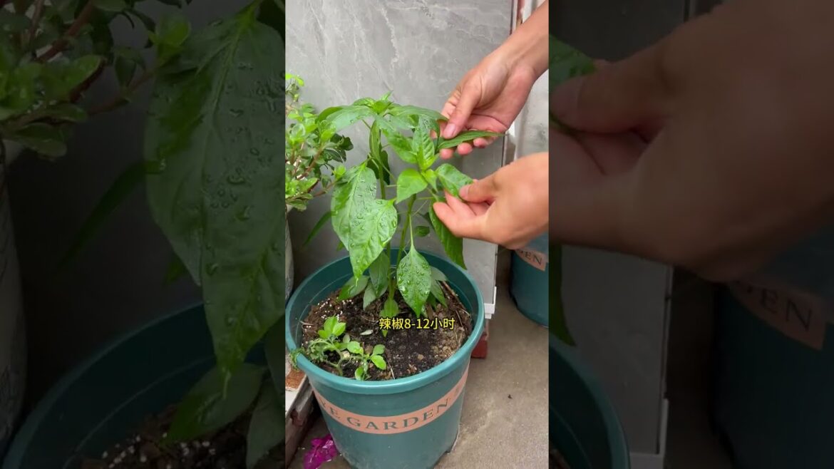 Quick Vegetable Germination Tips for Home Gardeners