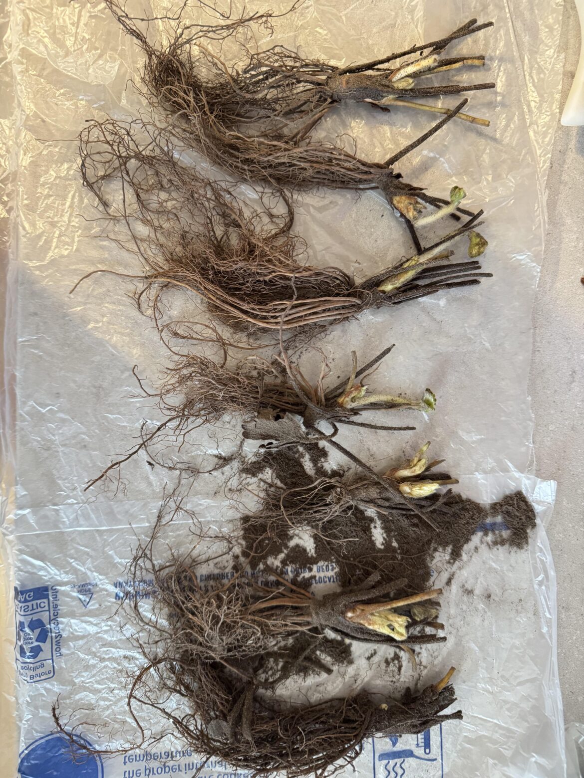 Strawberry bare roots from Amazon do they look okay?