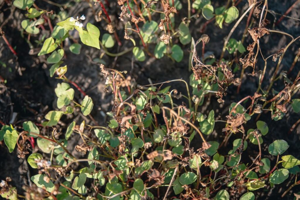 Gardeners Say This Simple Trick Can Wake Up Plants That Look Dead After Winter Lovely Garden Roots