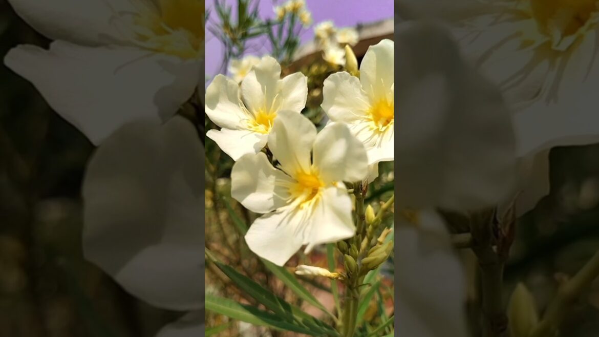 Beautiful natural flowers