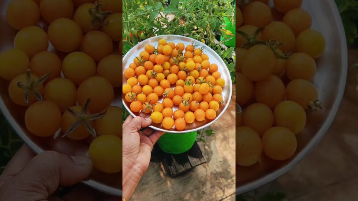 yellow cherry tomato Ghee Chilly vegetable harvest In Terrace Garden @MaadithottamSachu
