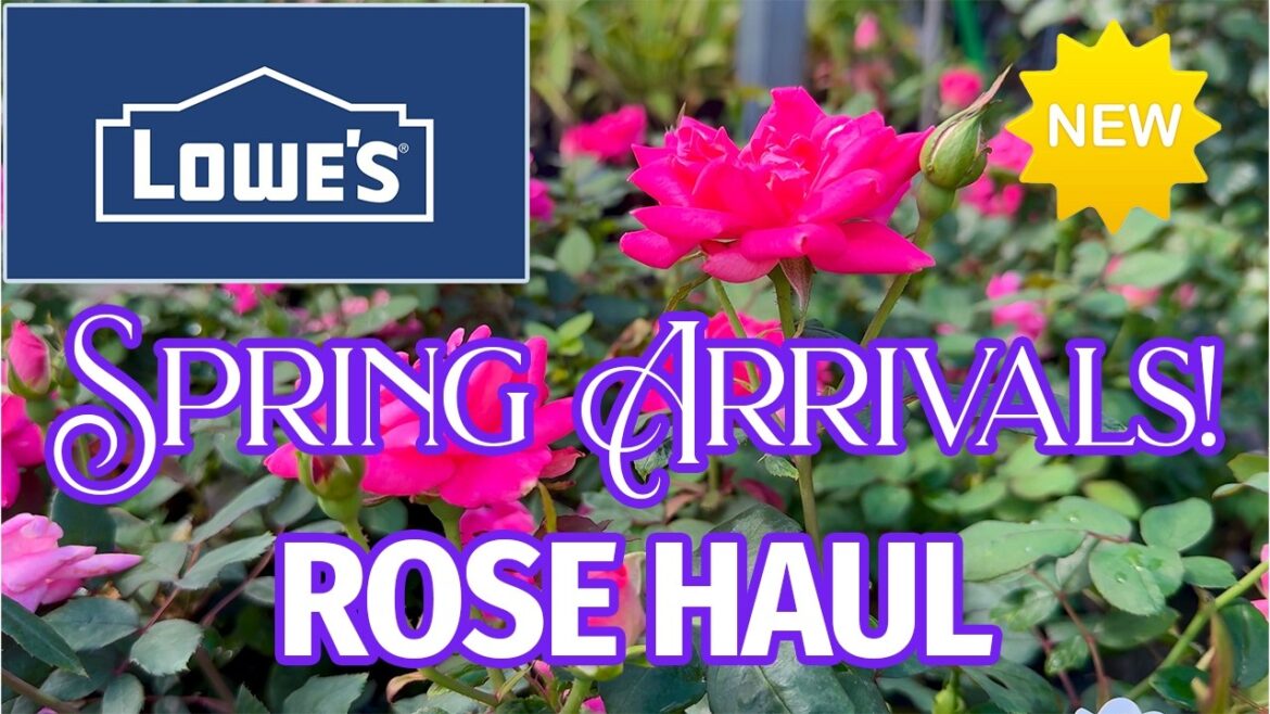 Lowe’s Garden Center Rose and Flower New Arrivals and Deals! Lowe's Garden Center Rose and Flower New Arrivals and Deals!