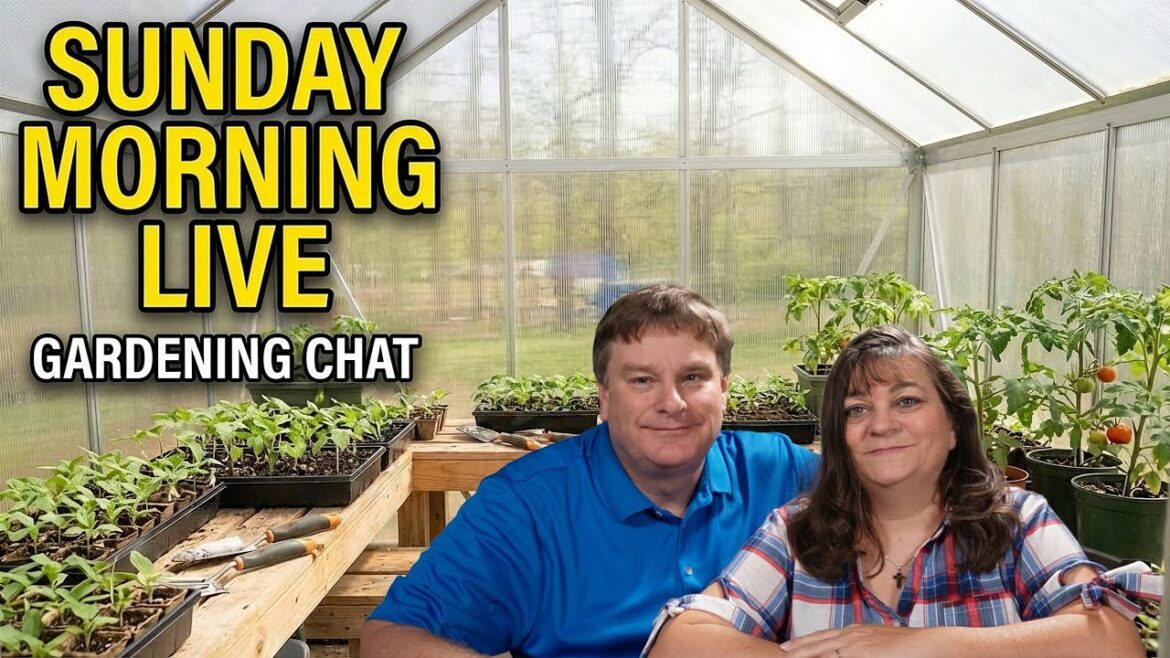 More Cold Weather - Sunday Morning Garden Chat: Checking on The Tomatoes!