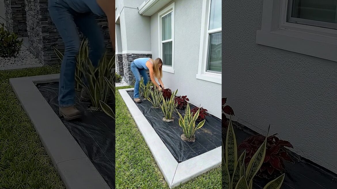 This Plain Side Yard Became a Clean Modern Garden