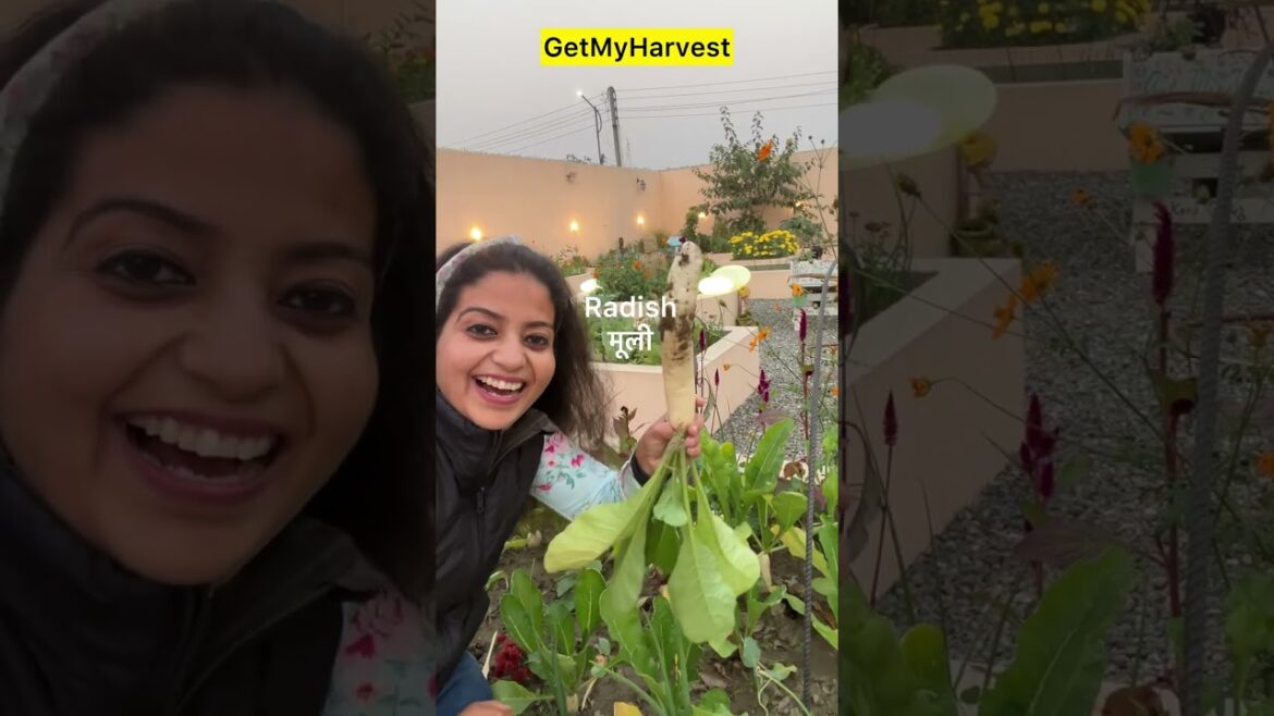 Aaj Apke Garden Se Harvesting  | Winter Vegetables & Fruit | GetMyHarvest #shorts