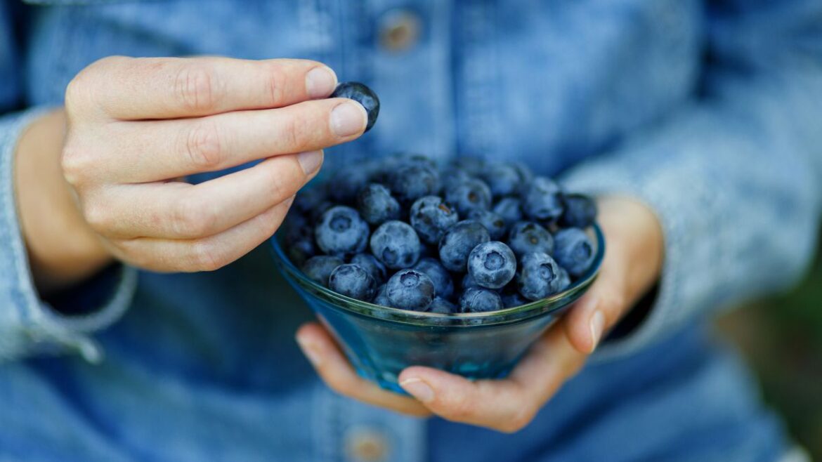 Don’t buy blueberries from supermarket and try this garden tip instead Devon Live