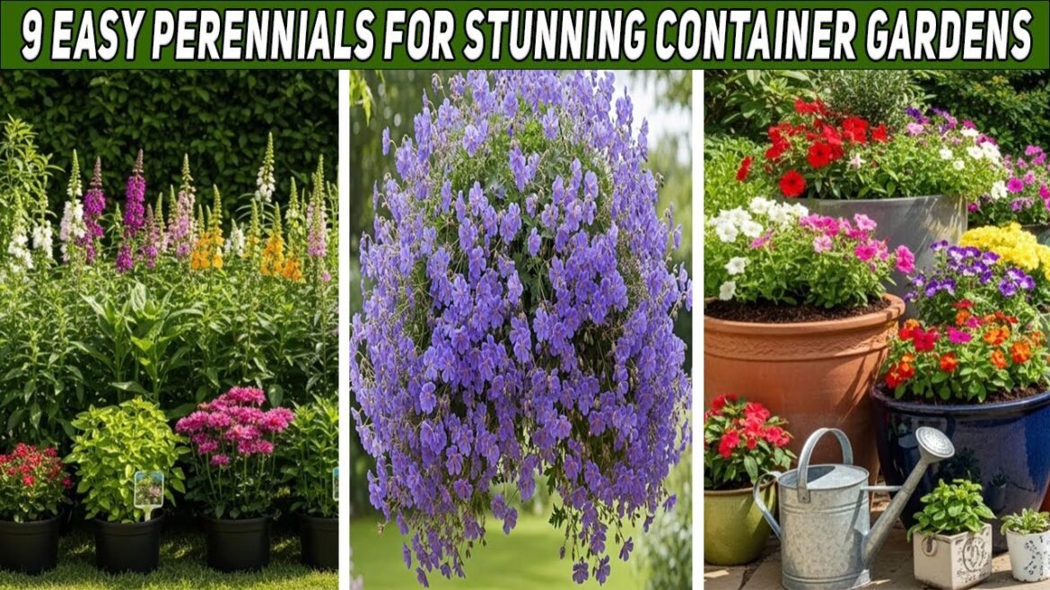 9 Super Easy Perennials for Container Gardens | Minimal Effort, Maximum Impact