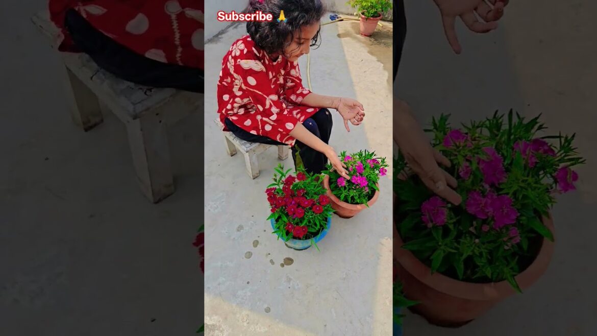 বেবি ডল গাছে কত ফুল ফুটেছে #garden #gardening #flowers #nursery #UpdateGardening #chadbagan