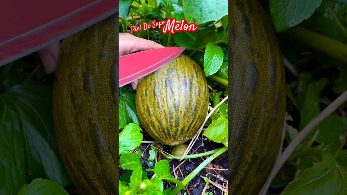 Fruit cutting Melon Piel de sapo 😱 #shorts #satisfying #fruit #enjoy #garden