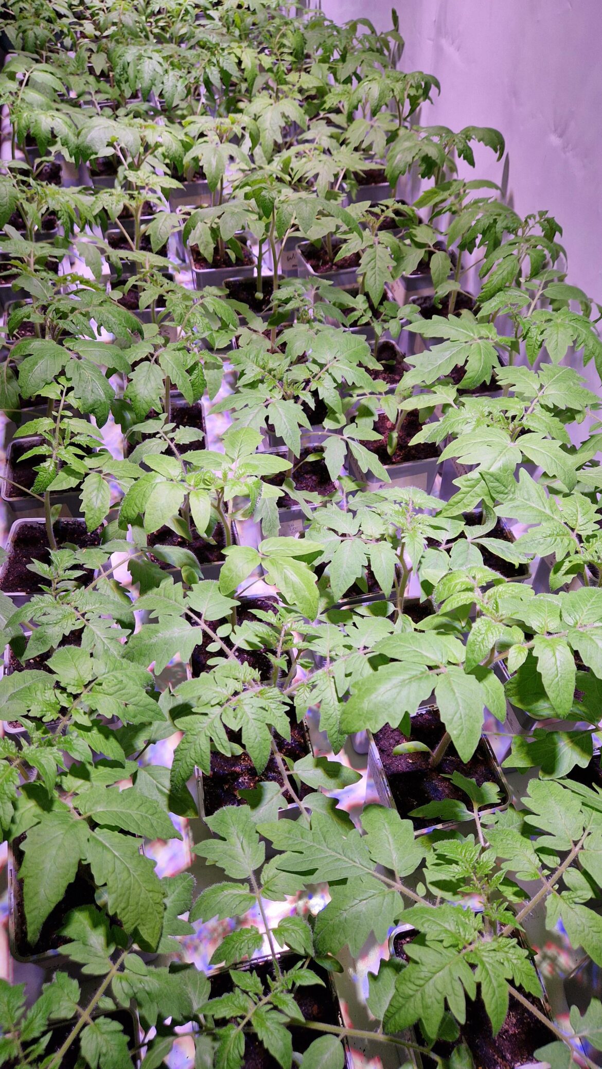 120 tomato seedlings last year, this year I promised myself I'd grow less... we'll see 😂