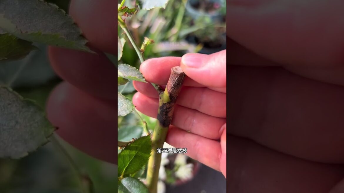 Title: Top 5 Common Rose Leaf Diseases to Avoid in Your Garden Title: Top 5 Common Rose Leaf Diseases to Avoid in Your Garden