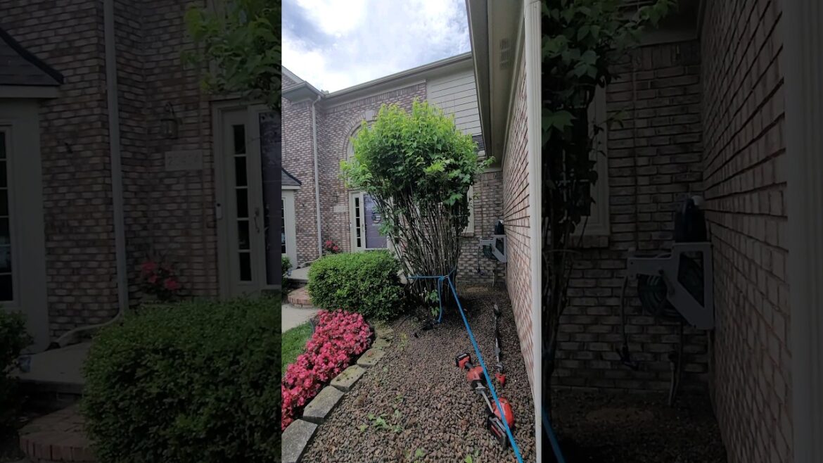The 100% ABSOLUTE EASIEST Way to Remove Shrubs, Sawzall, Rope, Truck The 100% ABSOLUTE EASIEST Way to Remove Shrubs, Sawzall, Rope, Truck