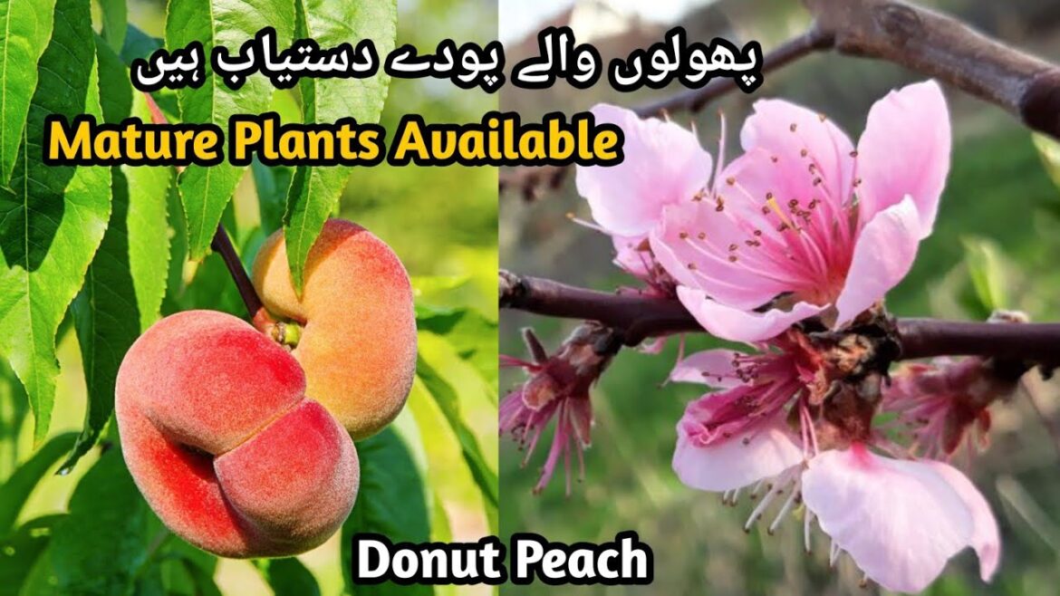 Growing Donut Peach In Container | Saturn Peach Tree | Rare Garden Growing Donut Peach In Container | Saturn Peach Tree | Rare Garden