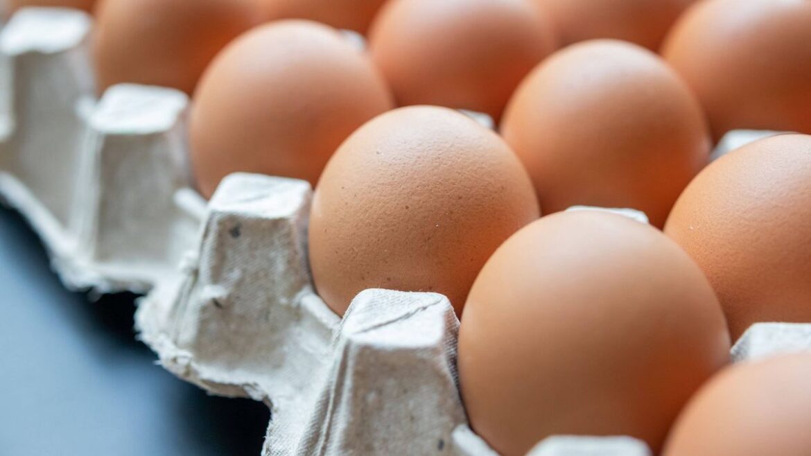 People urged to place egg trays in their garden this month Daily Mirror