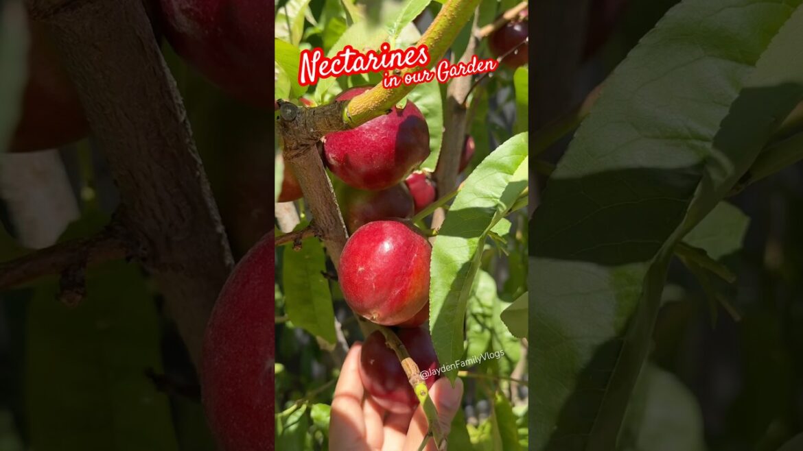 Fruit cutting Nectarines Crisp 😱 #shorts #satisfying #fruit #enjoy #garden