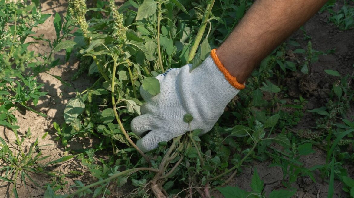 Stop weeds returning to your garden by completing 1 task in March Daily Mirror