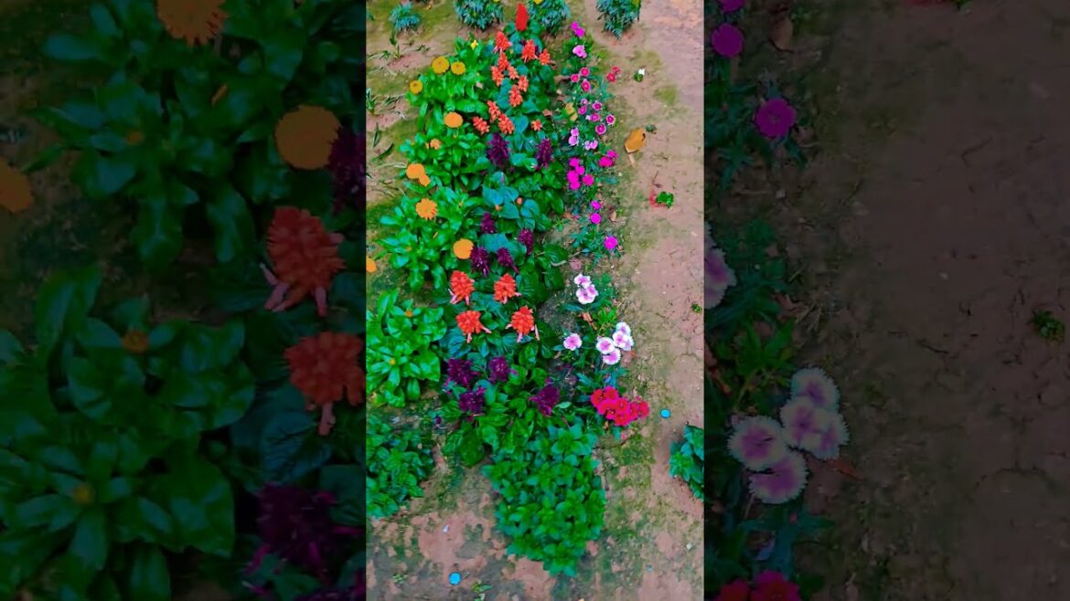 song #garden #gardening #flowers #nursery #UpdateGardening #chadbagan song #garden #gardening #flowers #nursery #UpdateGardening #chadbagan