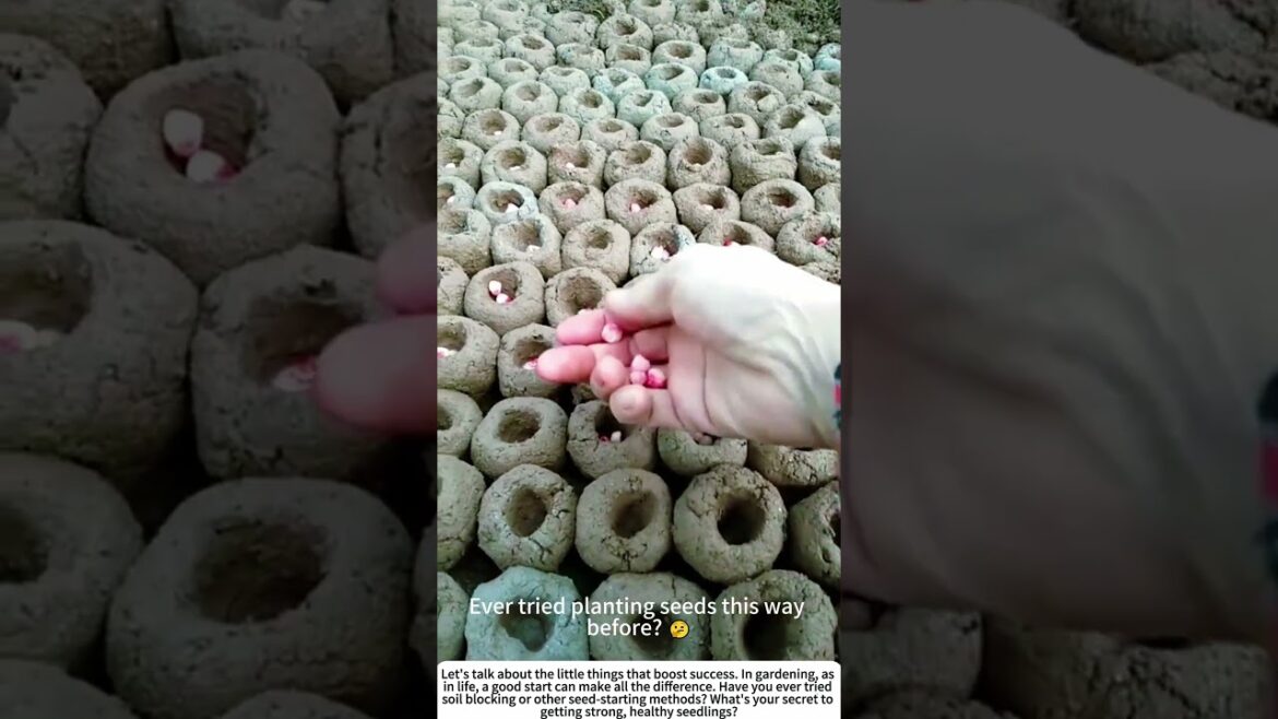 Smart Start: Making Soil Blocks for Corn Seeds 🌽