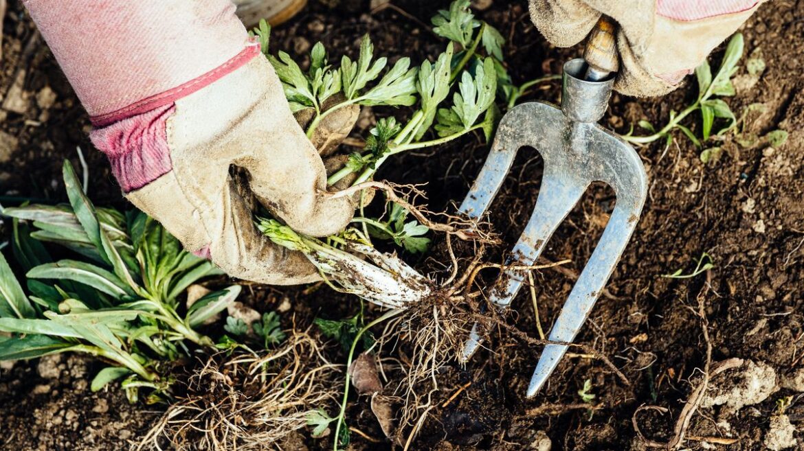 Weeds will stop coming back to your garden if you do 1 ‘satisfying’ job in March Daily Record