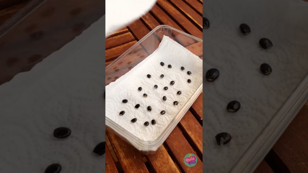 Garden Magic ๐ผโจ Creative Hacks to Transform Your Green Space! ๐ฑ๐ธ Garden Magic ๐ผโจ Creative Hacks to Transform Your Green Space! ๐ฑ๐ธ