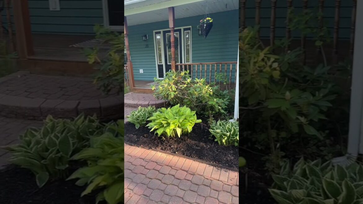 Garden update gardening weeding flowers DIY yardwork... #Shorts #vicw88