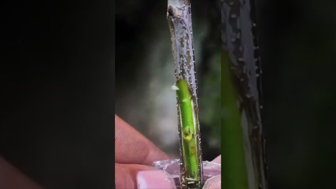 New tree grafting method #treanding #grow #garden