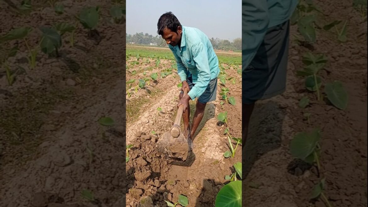 Farm Field Hack: Earthing Up for Taro Plants 🌿 #shorts Farm Field Hack: Earthing Up for Taro Plants 🌿 #shorts