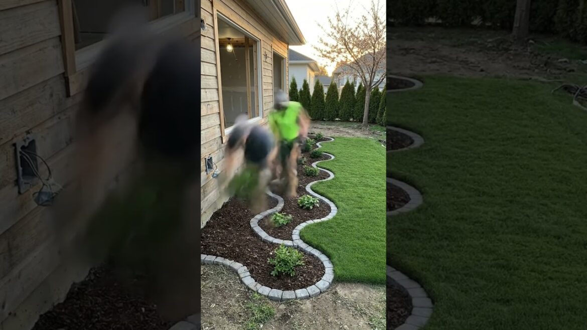 From Trash to Dream Garden! Incredible Backyard Transformation You Won’t Believe (Before & After)