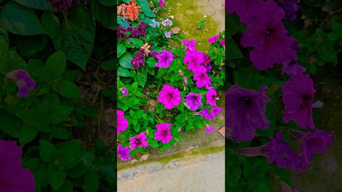 পিটুনিয়া ফুলগুলো কত সুন্দর #garden #gardening #flowers #nursery #UpdateGardening #chadbagan পিটুনিয়া ফুলগুলো কত সুন্দর #garden #gardening #flowers #nursery #UpdateGardening #chadbagan