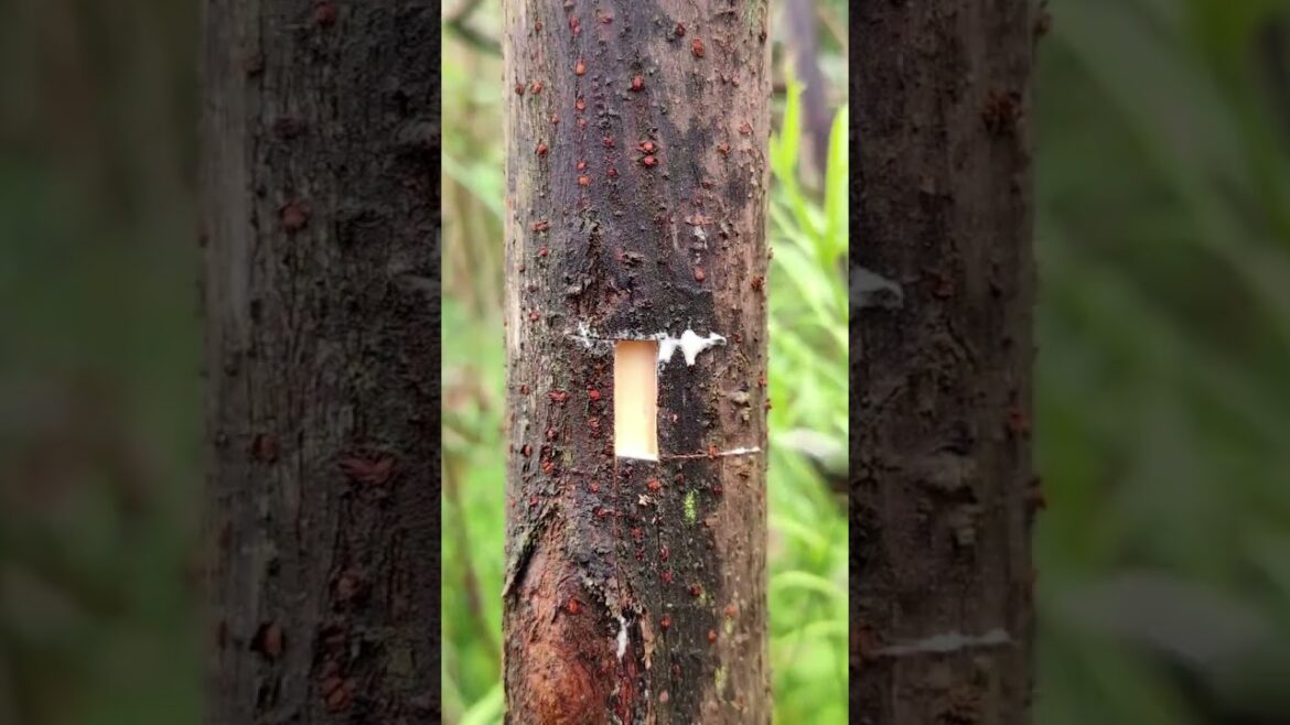 Amazing Tree Grafting Technique! Watch This 🌿✂️ #Shorts#treegraft #plantgrafting #gardeningtips