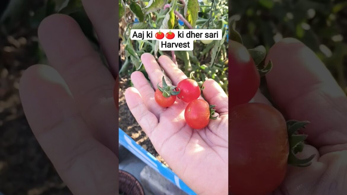 MEGA Tomatoes in a MINISCULE Garden?! (You WON’T Believe This!)#shorts #nature #tomato MEGA Tomatoes in a MINISCULE Garden?! (You WON'T Believe This!)#shorts #nature #tomato
